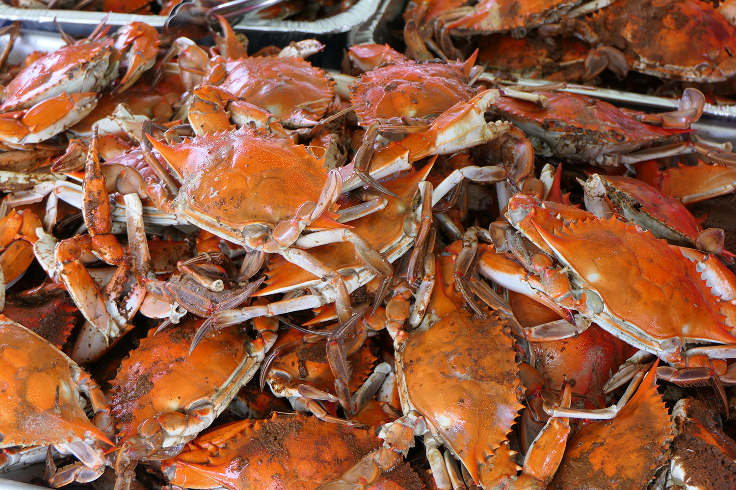 NC Jimmy Blue Crabs